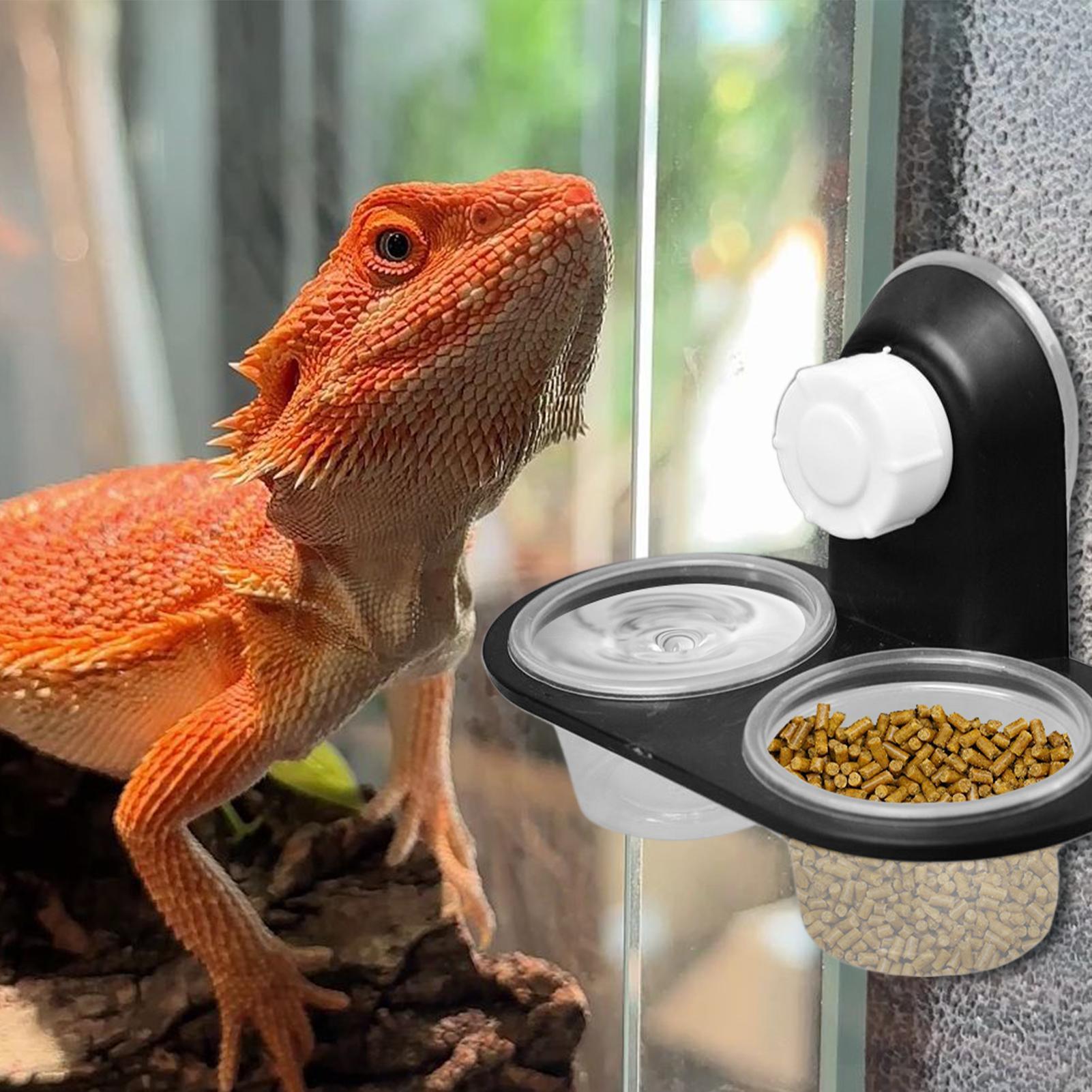 Gecko Food Dish Gecko Feeding  - Water Dish Reptile review and price